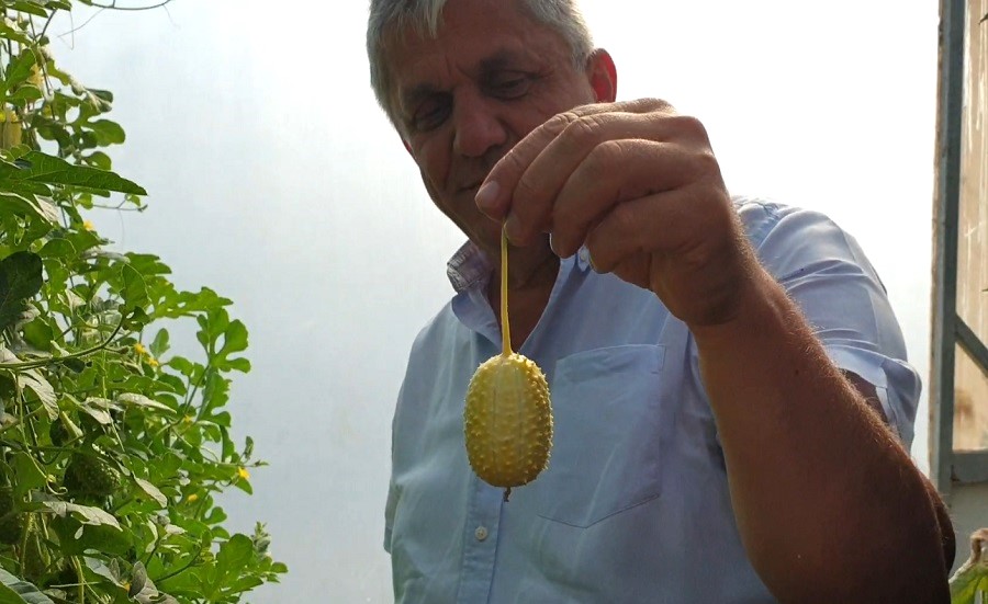 Un soi exotic de castravete, aclimatizat la Buzău. „Castravetele de Anguria”, leguma cu valoare alimentară și terapeutică