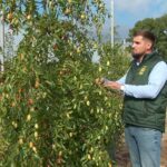 Merele sau perele, înlocuite cu fructe exotice? Soiuri de curmal, kaki și kiwi, aclimatizate la Stațiunea pomicolă Istrița