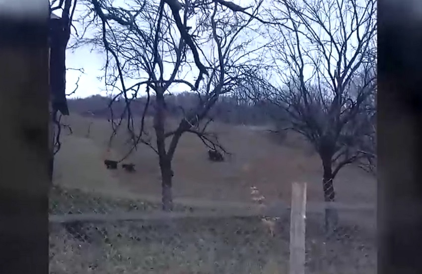 Teroare la Gura Teghii din cauza urșilor. Animalele caută hrană prin grajdurile sătenilor