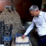 Usturoi românesc în piețe, și la iarnă. Buzăul, lider național la producția de usturoi