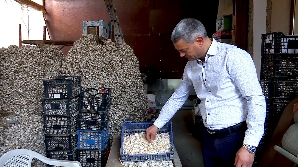 Usturoi românesc în piețe, și la iarnă. Buzăul, lider național la producția de usturoi