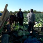Mai puțină și mai scumpă. Varza de Buzău, afectată de seceta din toamnă