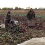 Exemplu demn de urmat! Au peste 85 de ani dar nu îi întrece nimeni la muncile câmpului