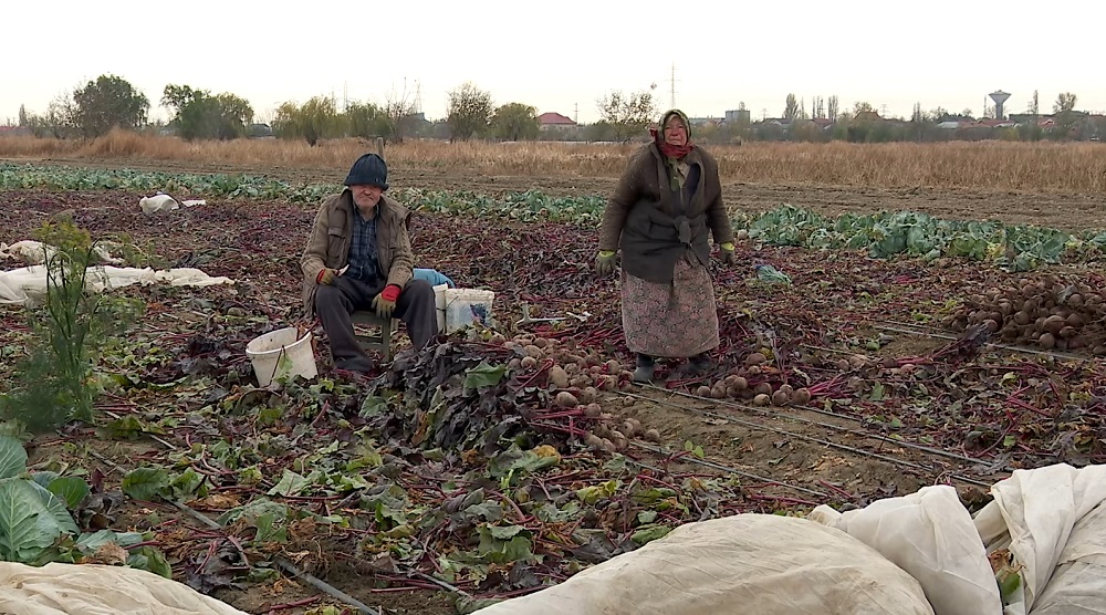 Exemplu demn de urmat! Au peste 85 de ani dar nu îi întrece nimeni la muncile câmpului