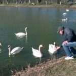 Au uitat să migreze în țările calde. Lebede la iernat pe heleșteele din Buzău