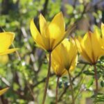 Floare rară în Crâng. Laleaua galbenă trebuie protejată