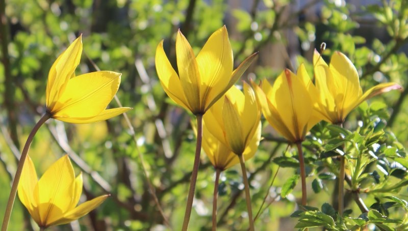 Floare rară în Crâng. Laleaua galbenă trebuie protejată
