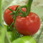 Primele roșii românești. Tomate autohtone, pe tarabe de săptămâna viitoare
