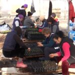 Semințele și răsadurile, la mare căutare. Comenzi non-stop la Stațiunea de Cercetare legumicolă