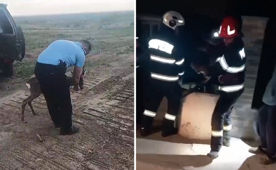 Misiuni inedite ale jandarmilor și pompierilor buzoieni. Animale aflate în pericol, salvate de către angajații M.A.I.