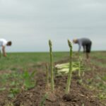 A început sezonul de cules sparanghel. Nu în Germania, ci într-o comună din județul Buzău