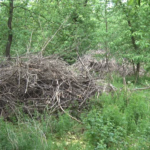 Seve proaspete. Vor începe plantările în Crâng dar şi pe malul râului Buzău