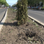 Ghinion de neșansă. A doua extragere a arbuștilor de tuia