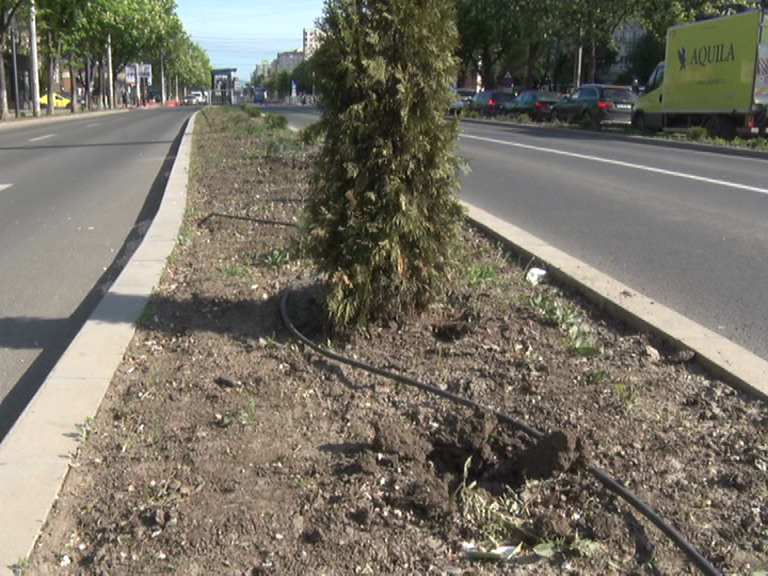 Ghinion de neșansă. A doua extragere a arbuștilor de tuia