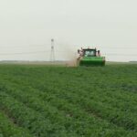 Producătorii de pepeni s-au reprofilat. Culturile de cartofi se extind în Bărăganul buzoian
