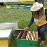 Perioadă grea pentru apicultorii buzoieni. Vremea capricioasă a făcut ravagii în stupinele apicole