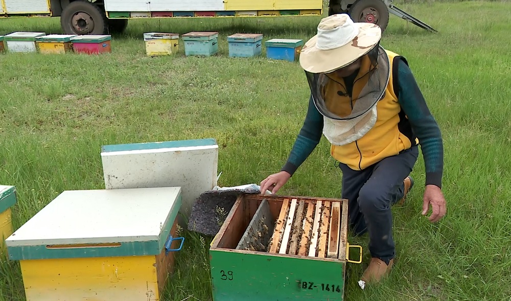 Perioadă grea pentru apicultorii buzoieni. Vremea capricioasă a făcut ravagii în stupinele apicole