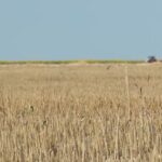 Se cere declararea „stării de calamitate”. Fermierii din Buzău spun că seceta le-a lăsat pagube uriașe