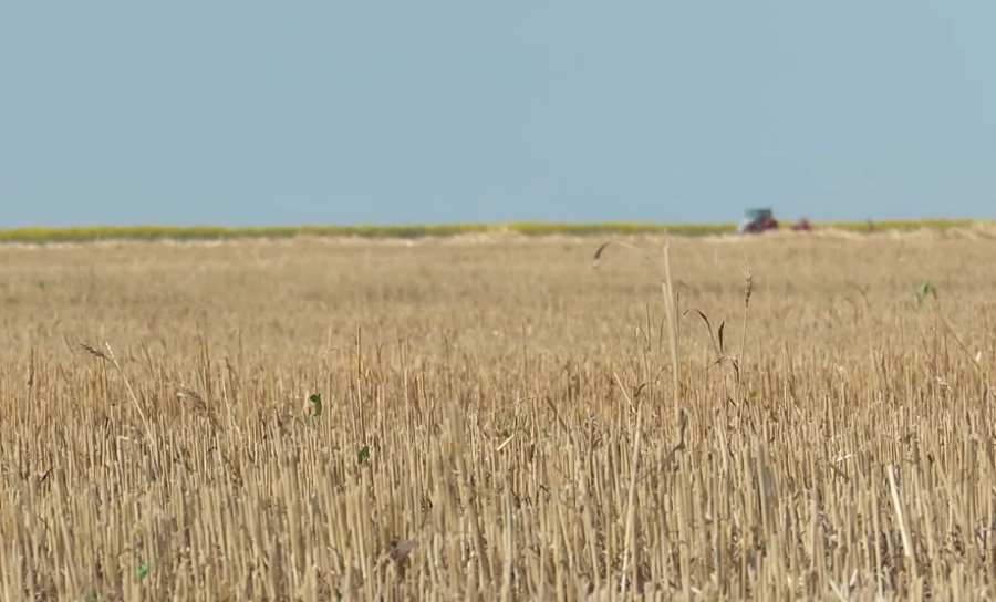 Se cere declararea „stării de calamitate”. Fermierii din Buzău spun că seceta le-a lăsat pagube uriașe