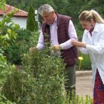 Planta care dă parfumul mirului. Cistus Ladaniferus, aclimatizată de cercetătorii de la Banca de gene