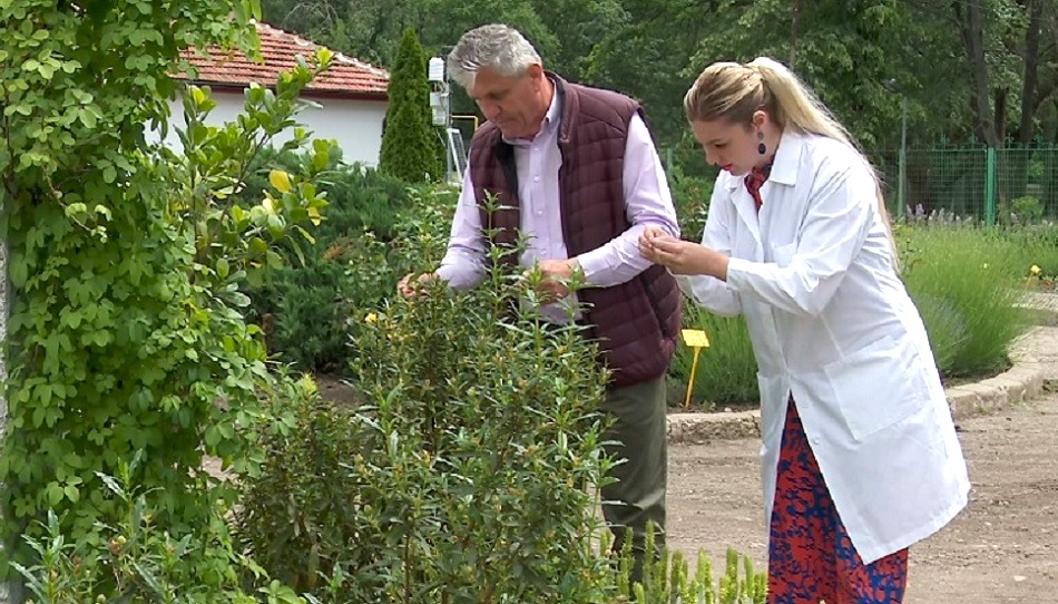 Planta care dă parfumul mirului. Cistus Ladaniferus, aclimatizată de cercetătorii de la Banca de gene