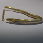 Brățară de aur. Artefact dacic la Muzeul Județean Buzău