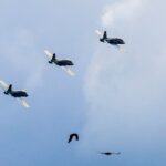 Show aviatic de excepție, la BOBAS 2024. Peste 10.000 de oameni au urmărit acrobațiile piloților militari si civili