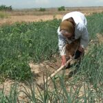 Canicula nu oprește munca la câmp. Legumicultorii din Buzău nu se sperie de arșiță