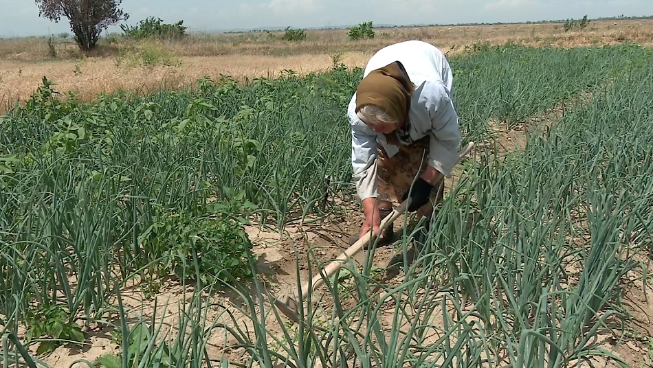 Canicula nu oprește munca la câmp. Legumicultorii din Buzău nu se sperie de arșiță