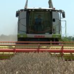 Seceta a afectat culturile de grâu. Treieratul în Bărăganul buzoian, aproape de final