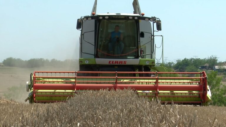 An agricol favorabil. Producții bune, în Buzău, la culturile de toamnă