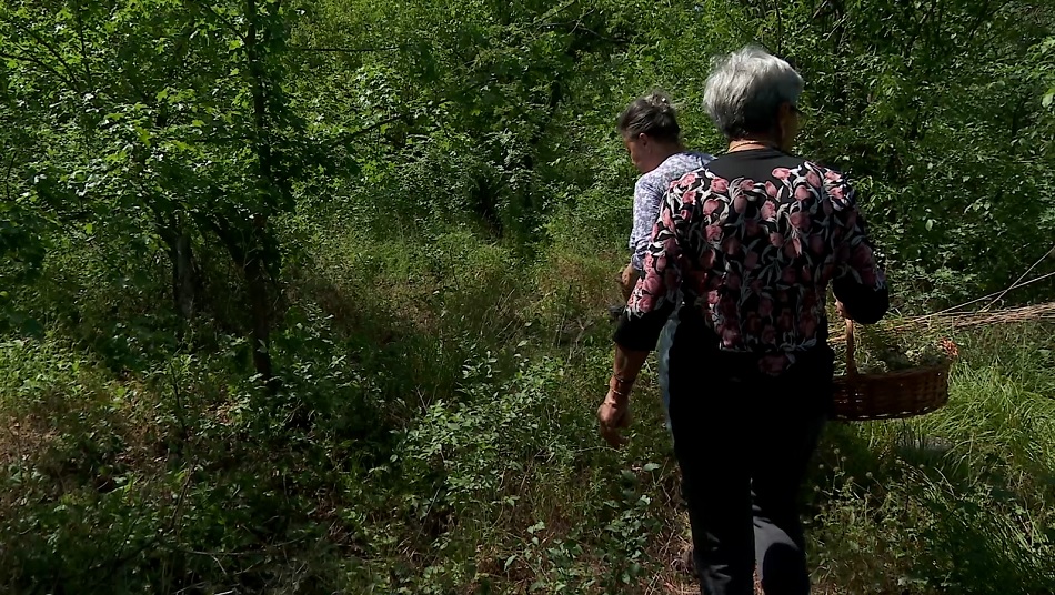 Pădurea, o farmacie în aer liber. În această perioadă se culeg mușețelul, urzicile sau pătlagina