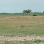 Pășuni pârjolite de secetă. Uscăciunea a pus stăpânire pe pajiști mai devreme ca în alți ani