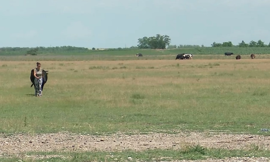 Pășuni pârjolite de secetă. Uscăciunea a pus stăpânire pe pajiști mai devreme ca în alți ani