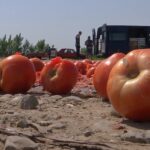 Agricultura, afectată grav de caniculă. Cercetătorii, nevoiți să obțină soiuri rezistente la stresul termic