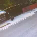 S-au trezit cu ursul la doi pași de ei! Spaima trăită de mai mulți localnici din Cernătești