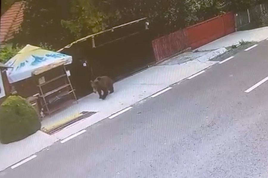 S-au trezit cu ursul la doi pași de ei! Spaima trăită de mai mulți localnici din Cernătești