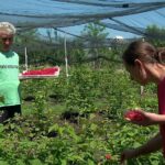 Zmeura, recoltată mai devreme cu trei săptămâni. Vremea caldă a grăbit coacerea fructelor de pădure