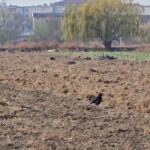 Păsări oportuniste și dăunătoare. Furtunurile de irigații, ciuruite de ciori