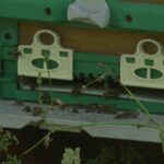 Și albinele suferă din cauza căldurii. Rolul apicultorilor, decisiv pe caniculă