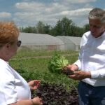Salata picantă și prazul cu aromă de usturoi. Cele mai noi descoperiri ale cercetătorilor de la Banca de gene