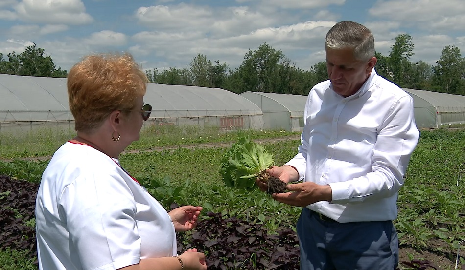 Salata picantă și prazul cu aromă de usturoi. Cele mai noi descoperiri ale cercetătorilor de la Banca de gene