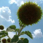 Secetă fără precedent, fermieri disperați. Pagube fără precedent în agricultură