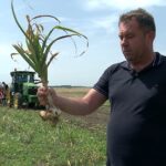 Soi nou de usturoi, la Râmnicelu. Usturoiul Danubius, creat în laboratoarele Băncii de gene