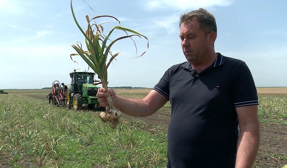 Soi nou de usturoi, la Râmnicelu. Usturoiul Danubius, creat în laboratoarele Băncii de gene