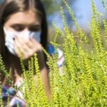 Calvar pentru alergici. Este în plină desfășurare sezonul alergiei la polenul de ambrozie