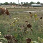 2024, an de groază pentru fermieri. Seceta a determinat o criză fără precedent în agricultură