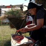 Farmacia din natură. Cătina e considerată „regina imunităţii”