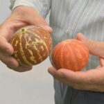 Pepene cu gust de vanilie. Soi adus din India, aclimatizat la Banca de gene Buzău