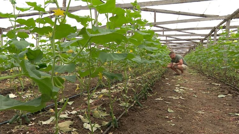 Ajutor de minimis. Bani pentru legumele cultivate în spații protejate